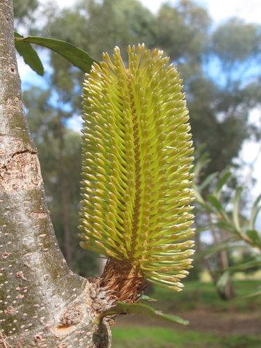 Banksia marginata (Silver Banksia) — photo