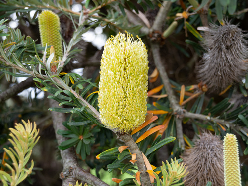 Banksia marginata
