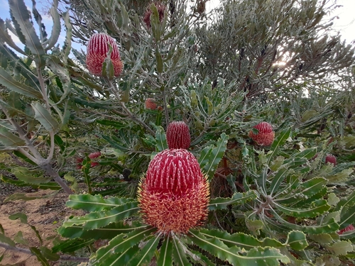 Banksia menziesii (Menzies banksia) — photo