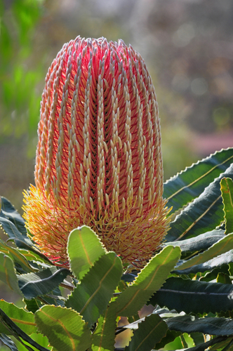 Banksia menziesii (Menzies banksia) — photo