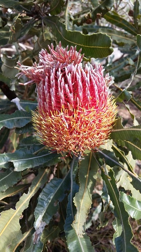 Banksia menziesii