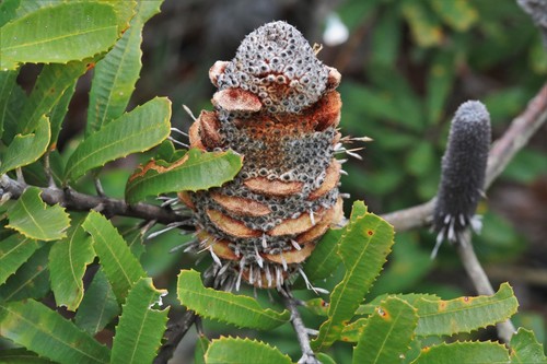 Banksia oblongifolia (Fern-leaved Banksia) — photo