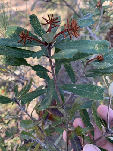 Banksia oblongifolia (Fern-leaved Banksia) — photo
