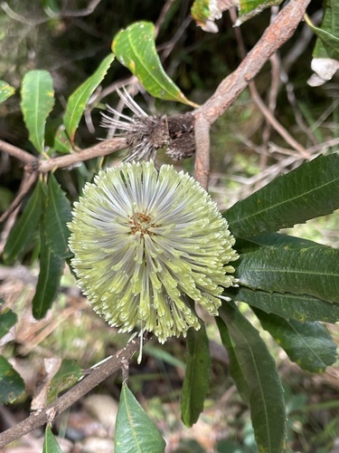 Banksia oblongifolia