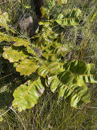 Banksia robur (Swamp banksia) — photo