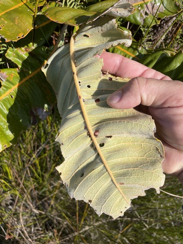 Banksia robur (Swamp banksia) — photo