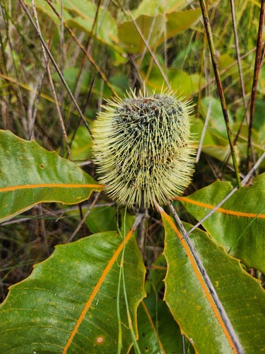 Banksia robur