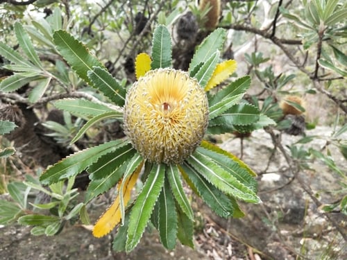 Banksia serrata (Old Man Banksia) — photo
