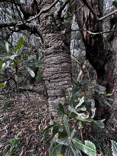 Banksia serrata (Old Man Banksia) — photo
