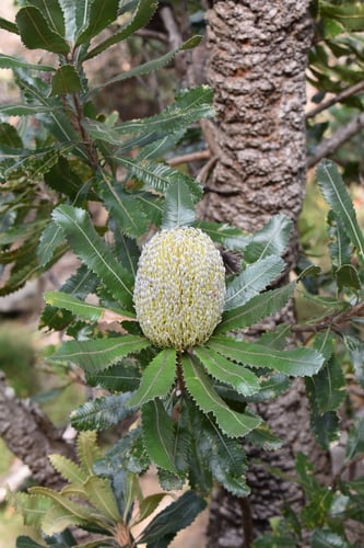 Banksia serrata