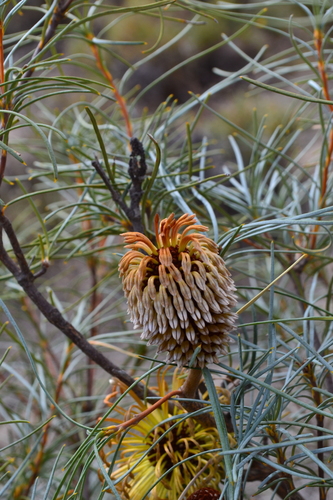 Banksia sphaerocarpa (Round-fruited Banksia) — photo