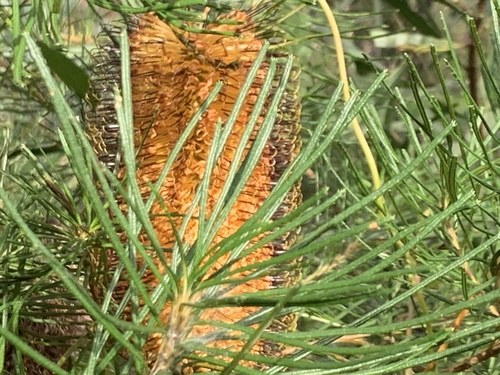 Banksia spinulosa (Hairpin Banksia) — photo