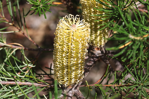 Banksia spinulosa (Hairpin Banksia) — photo