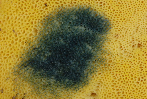 Baorangia bicolor — photo