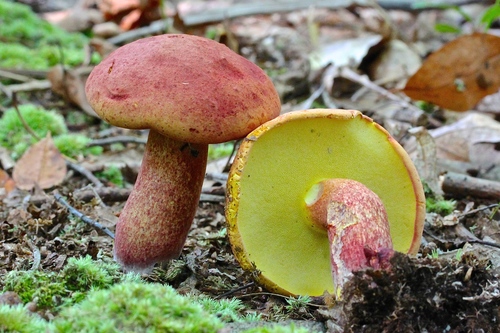 Baorangia bicolor
