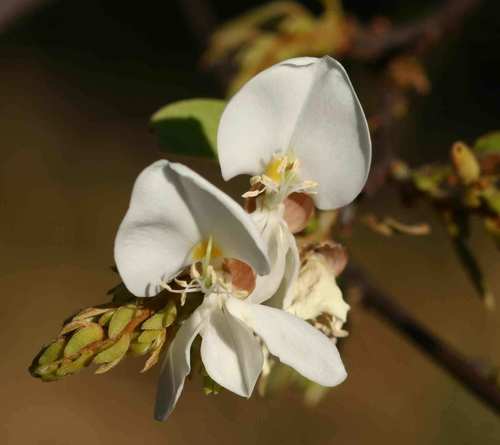 Baphia massaiensis (Sand camwood) — photo