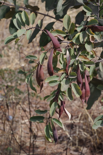 Baphia massaiensis (Sand camwood) — photo