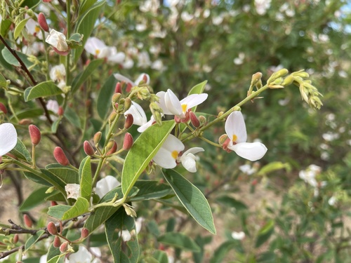 Baphia massaiensis