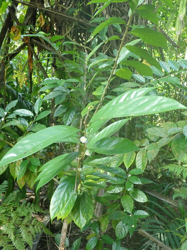 Baphia nitida (Camwood) — photo