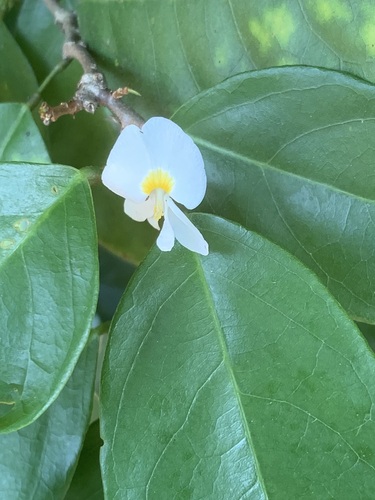 Baphia nitida (Camwood) — photo