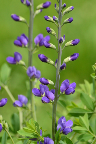 Baptisia australis — photo