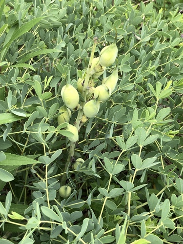 Baptisia australis — photo