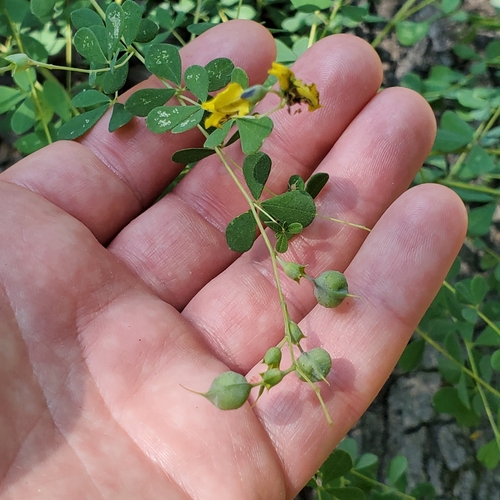 Baptisia tinctoria (Wild indigo) — photo