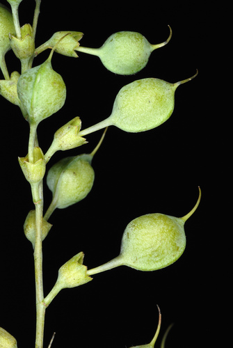 Baptisia tinctoria (Wild indigo) — photo