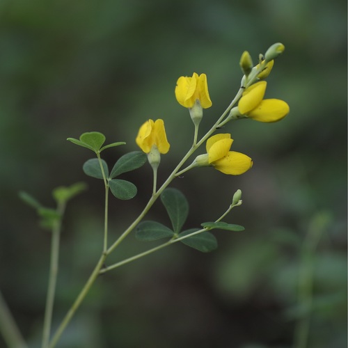 Baptisia tinctoria