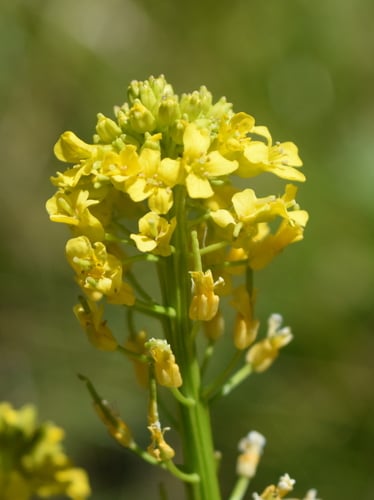 Barbarea australis (Winter cress) — photo