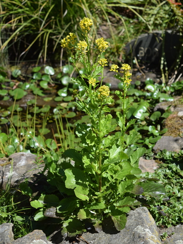 Barbarea australis
