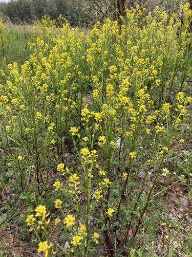 Barbarea orthoceras (American yellowrocket) — photo