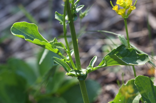Barbarea orthoceras (American yellowrocket) — photo