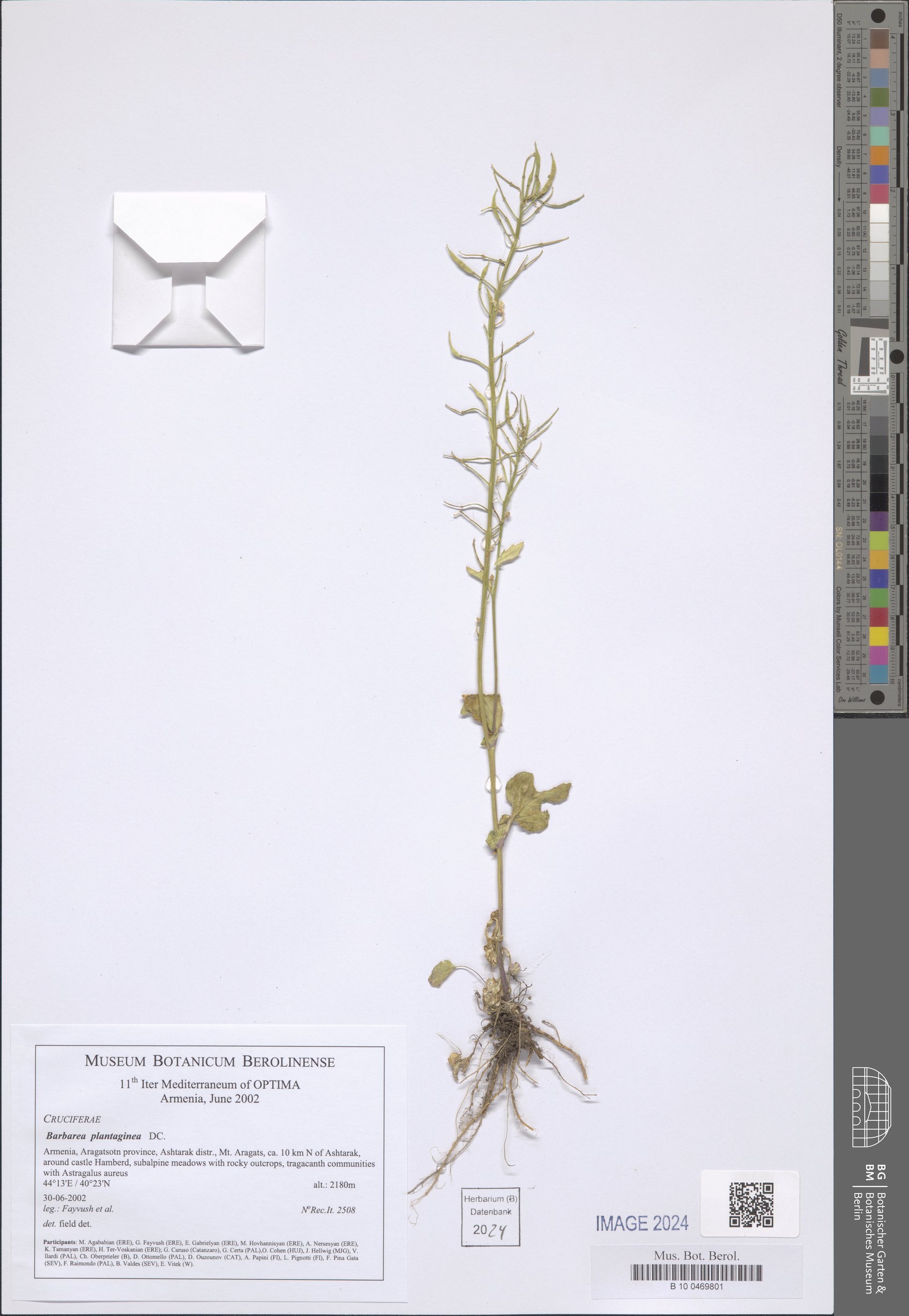 Barbarea plantaginea — photo