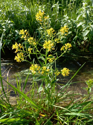 Barbarea plantaginea
