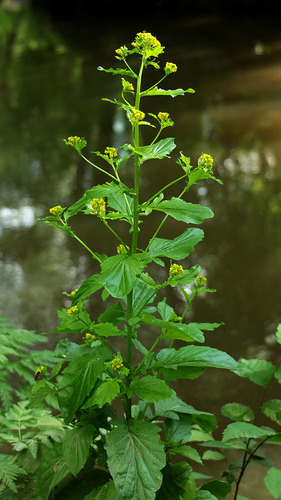 Barbarea stricta (Small-flowered wintercress) — photo