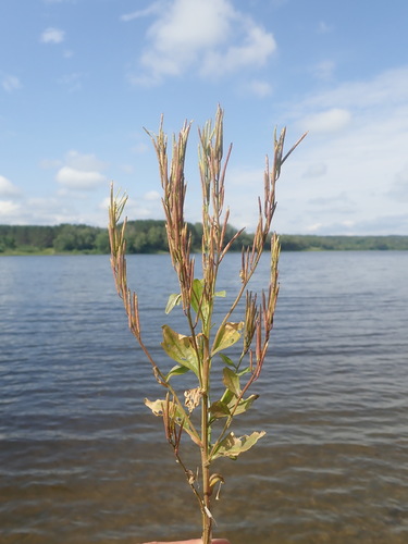 Barbarea stricta (Small-flowered wintercress) — photo