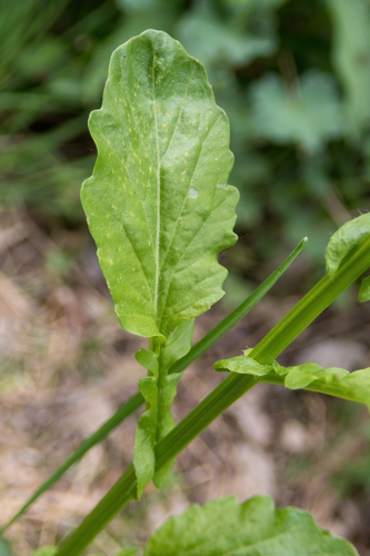 Barbarea stricta