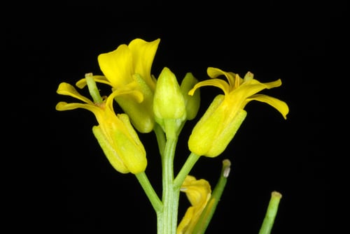 Barbarea verna (Early cress) — photo