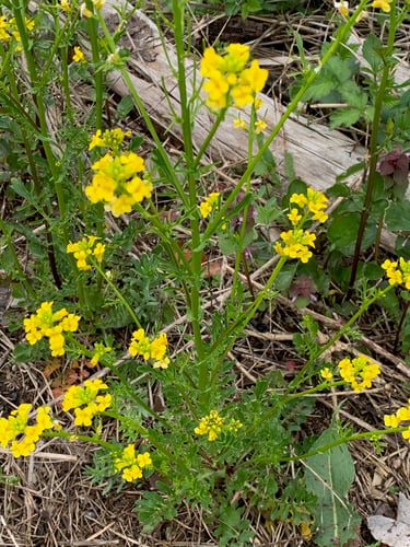 Barbarea verna (Early cress) — photo