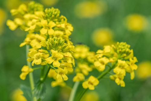 Barbarea vulgaris (Upland cress) — photo