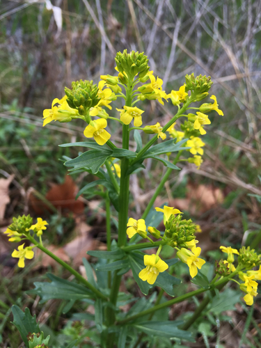 Barbarea vulgaris (Upland cress) — photo