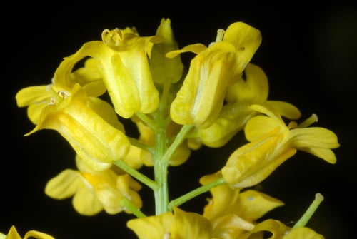 Barbarea vulgaris