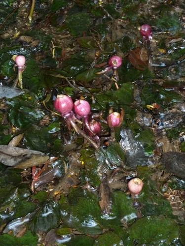 Nymphaeaceae