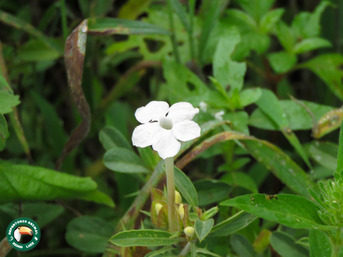 Barleria acanthoides — photo