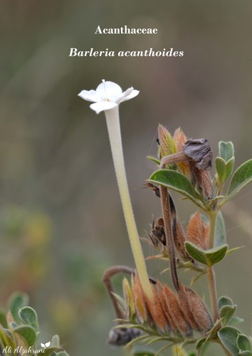 Barleria acanthoides — photo