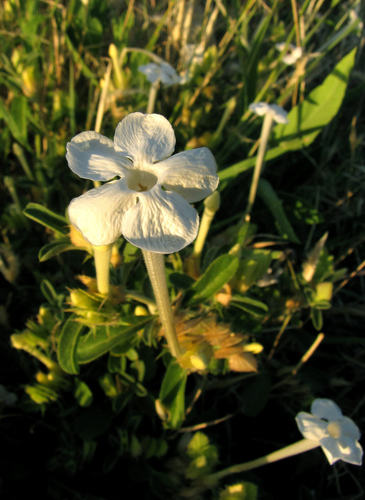 Barleria acanthoides