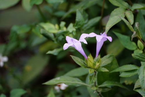Barleria cristata