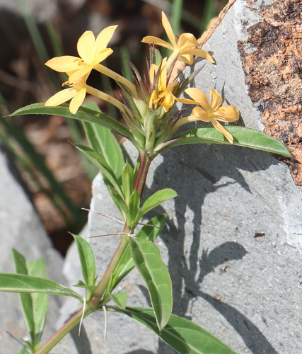 Barleria eranthemoides — photo