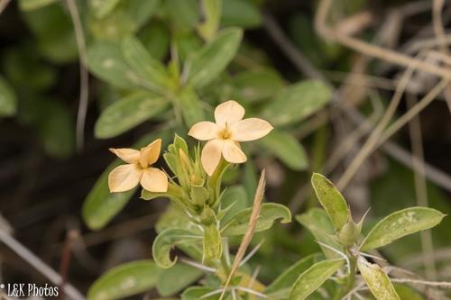 Barleria eranthemoides — photo